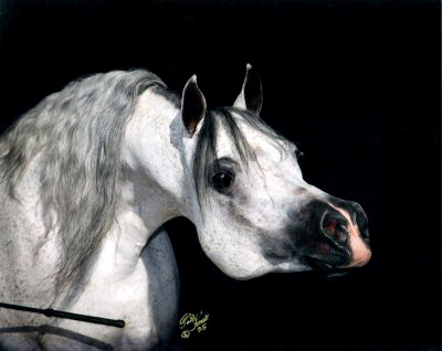 Prince Ibn Shaikh ( Shaikh Al Badi x RDM Maar Hala )